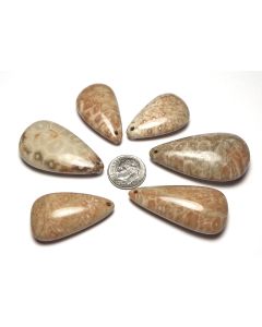 6 pieces "Petoskey" FOSSIL CORAL Varied Size Freeform Teardrop Pendant Beads NATURAL