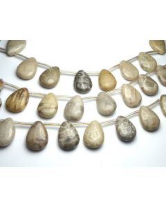 15" Strand  "Petoskey"  FOSSIL CORAL 18mm Teardrop Beads NATURAL